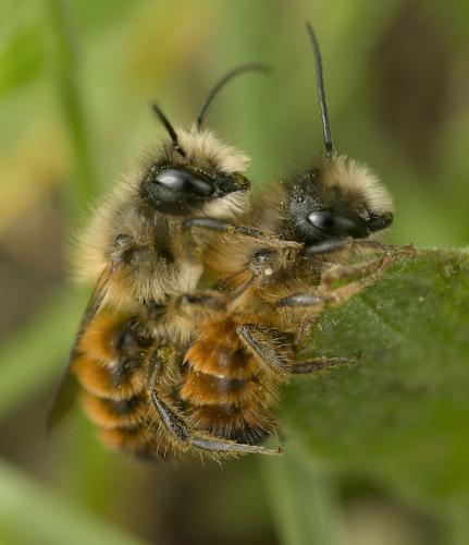 Réf. 235 605 : Osmia bicornis